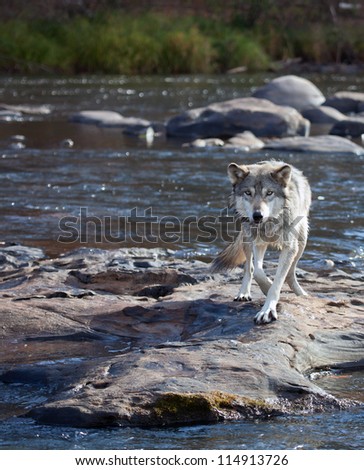 Timber wolf standing on a rock, looking at the camera.  Autumn in Minnesota.