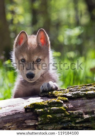 Backlit head and shoulders image of a young wolf pup