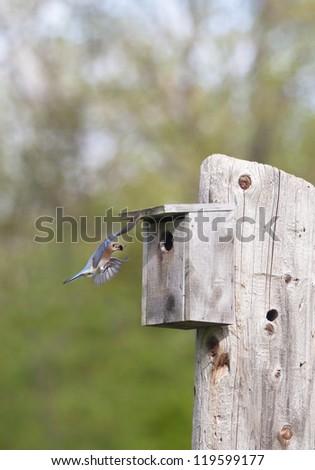Female Eastern Bluebird in flight, brings food to her growing family