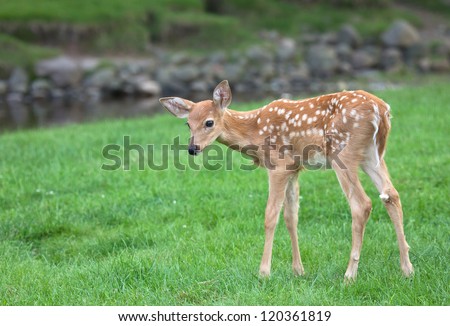 Whitetail deer fawn standing alone.  Summer in Wisconsin