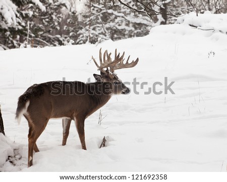 Profile image of trophy whitetail deer buck, standing amongst newly fallen snow.  Winter in Wisconsin