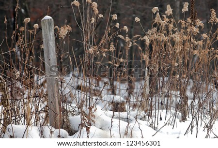 Overgrown old fence line in winter.  Woven wire, rusty fence.