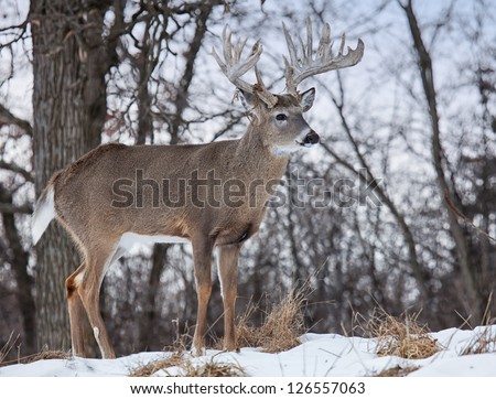 Profile image of a trophy whitetail deer buck on a hillside.  Winter in Wisconsin