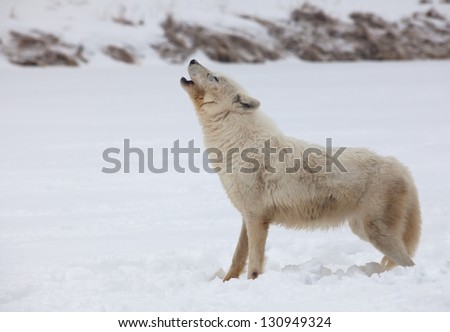 Arctic wolf profile as she howls in the winter snow