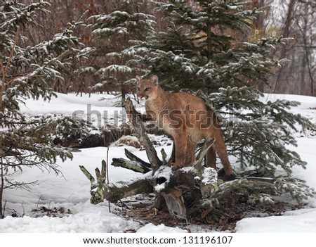 Portrait of a cougar, mountain lion, puma, panther, striking a pose on a fallen tree limb.  Winter scene