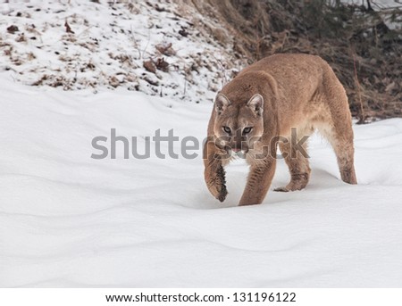 Cougar, mountain lion, puma, panther, walking through fresh snow.
