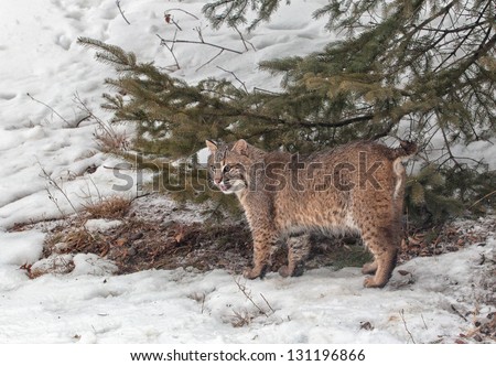 Adult bobcat near a pine tree.  Winter in Minnesota