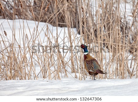 Male ring necked pheasant rooster walking into marshy brush.  Early spring with snow still on the ground.