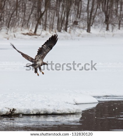 Juvenile bald eagle flies over open water in search of food
