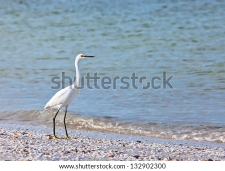 Snowy egret searches for food along a beach on Sanibel Island, Florida.