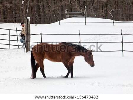 Farmer turning out older quarter horse stallion into pasture of fresh snow.  Winter in Wisconsin
