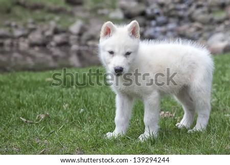 Arctic wolf pup profile