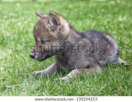 Gray wolf, or timber wolf pup next to fallen log in springtime.