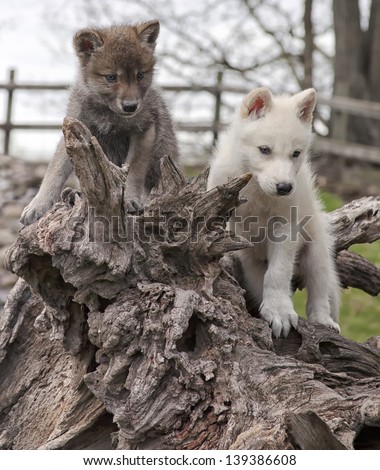 Gray wolf or Timber wolf, and Arctic wolf pups climbing on old fallen tree trunk.