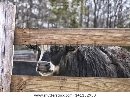 Galloway cross calf peering through the fence rails.  Springtime in Wisconsin.
