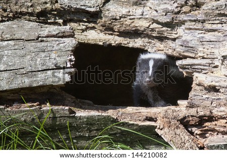 Young skunk peeks out of a hole in a hollowed out log.  Summer in Wisconsin