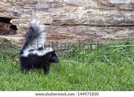 Profile image of an alert young skunk with tail up, ready to protect himself.