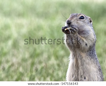 Prairie dog snacking on a potato chip