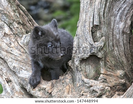 An arctic fox kit climbing on a fallen log. Black fur as a young animal, gives way to solid white fur, once shed.