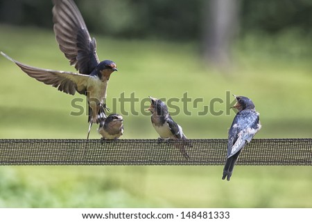 Parent with three young barn swallows.  Feeding time, and newly flown from their nest.  Summer in Wisconsin