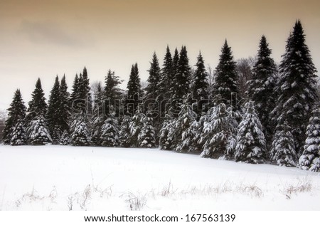 Snowy scenic winter landscape with evergreens.  Christmas card background.