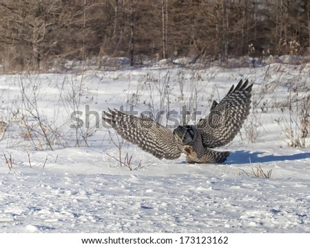 Northern Hawk Owl in flight, focused on prey.  Winter in Minnesota
