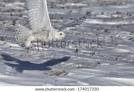 Snowing owl catches prey in corn field.  Winter in Minnesota