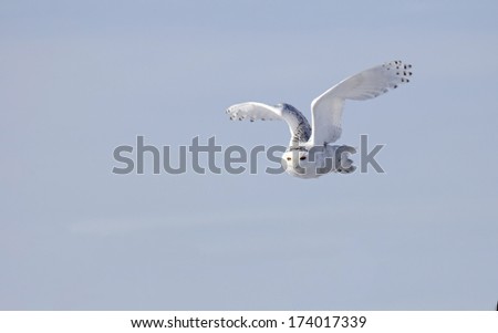Snowy owl in flight with blue sky background.  Winter in Minnesota