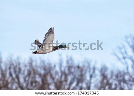 Mallard drake in flight against blue sky.  Winter in Minnesota