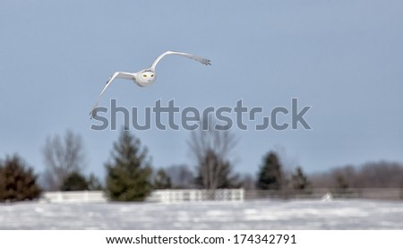 Snowy owl in flight.  Winter in Minnesota