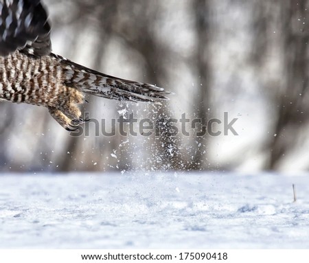 Close up of northern hawk owl open talons, with snow spray in the background.  Winter in Minnesota