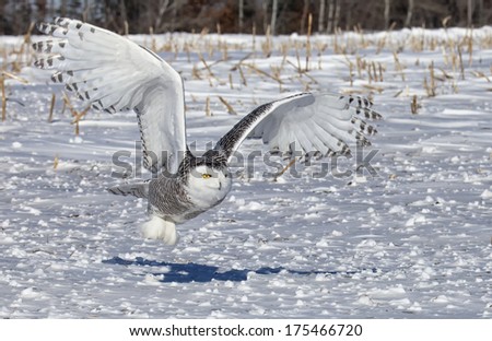 Juvenile Snowy Owl In Flight, Catching Prey In Corn Field. Winter In Minnesota