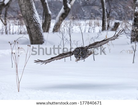 Great gray owl in flight, with eyes set on its prey.  Winter in Winnipeg, Manitoba, Canada