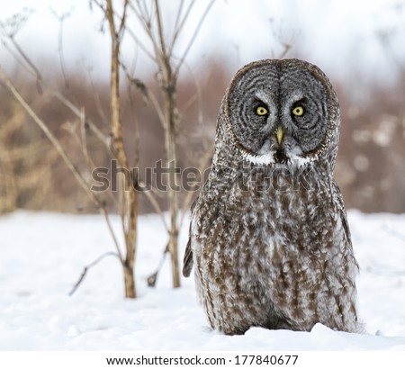 Portrait of an alert great gray owl resting on the snow.  Winter in Winnipeg, Manitoba, Canada.
