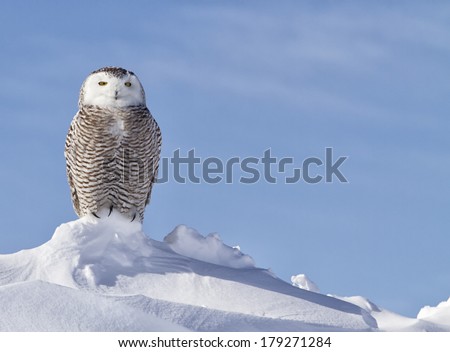 close up portrait of a Snowy Owl perched on a snow bank hunting for prey.  Winter in Minnesota.