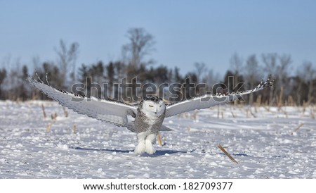 Snowy owl in flight, catches prey in corn field.  Winter in Minnesota.