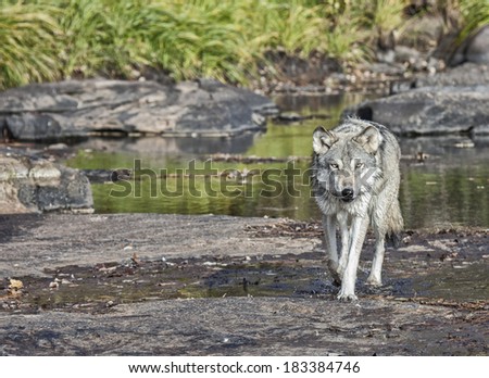 Gray wolf, or Timber wolf at waters edge, walking toward camera.
