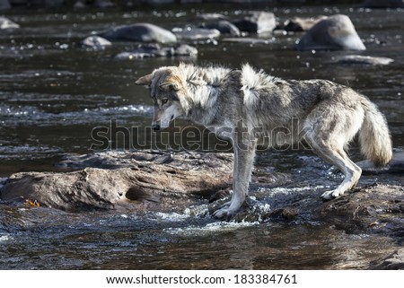 Timber wolf or gray wolf standing on rocks in a river, looking into the water.