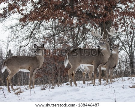 Trio of whitetail deer, alert, in early winter.  Trophy whitetail buck and two does.
