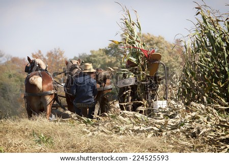 Amish farmer harvesting corn with a team of horses.  Autumn in Ohio