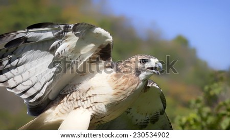 Close up head and shoulders image of a red-tailed hawk.  Bird of prey