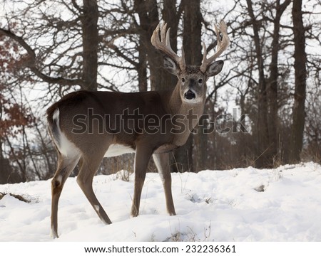 Close up profiled image of a large white-tailed deer buck.  Autumn in Wisconsin.