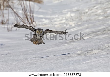 Northern Hawk Owl flying toward the camera.  Winter scene with snow on the ground.