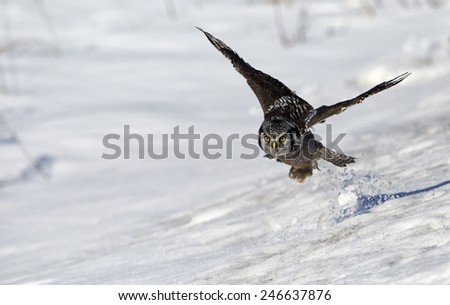 Northern Hawk Owl flying toward the camera.  Winter scene with snow on the ground.