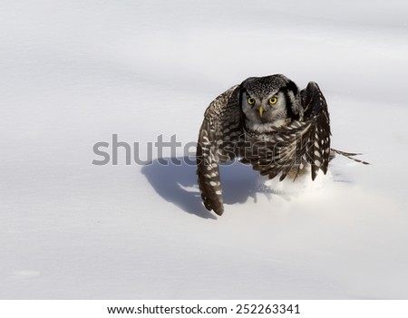 Northern Hawk Owl swoops down into the snow after prey.  Soft focus.  Winter in Wisconsin.