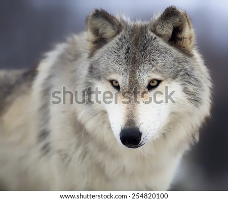 Close up, head and shoulders image of a Timber Wolf, or Gray wolf.  Shallow depth of field.