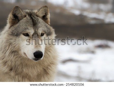 Close up head and shoulders image of an alert timber wolf, or gray wolf.