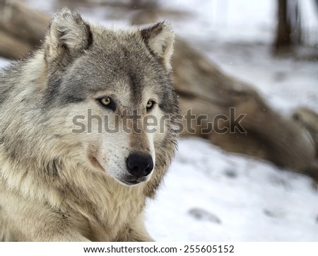 Close up, head and shoulders image of a Timber Wolf, or Gray wolf. Shallow depth of field.