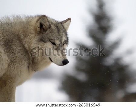 Close up image of a Timber wolf or gray wolf surveying below. Snowy scene with shallow depth of field creating some bokeh in the image.