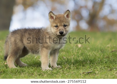 Profile image of a young, grey wolf pup, standing on a hillside.